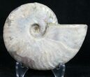 Silver Iridescent Ammonite - Madagascar #9503-1